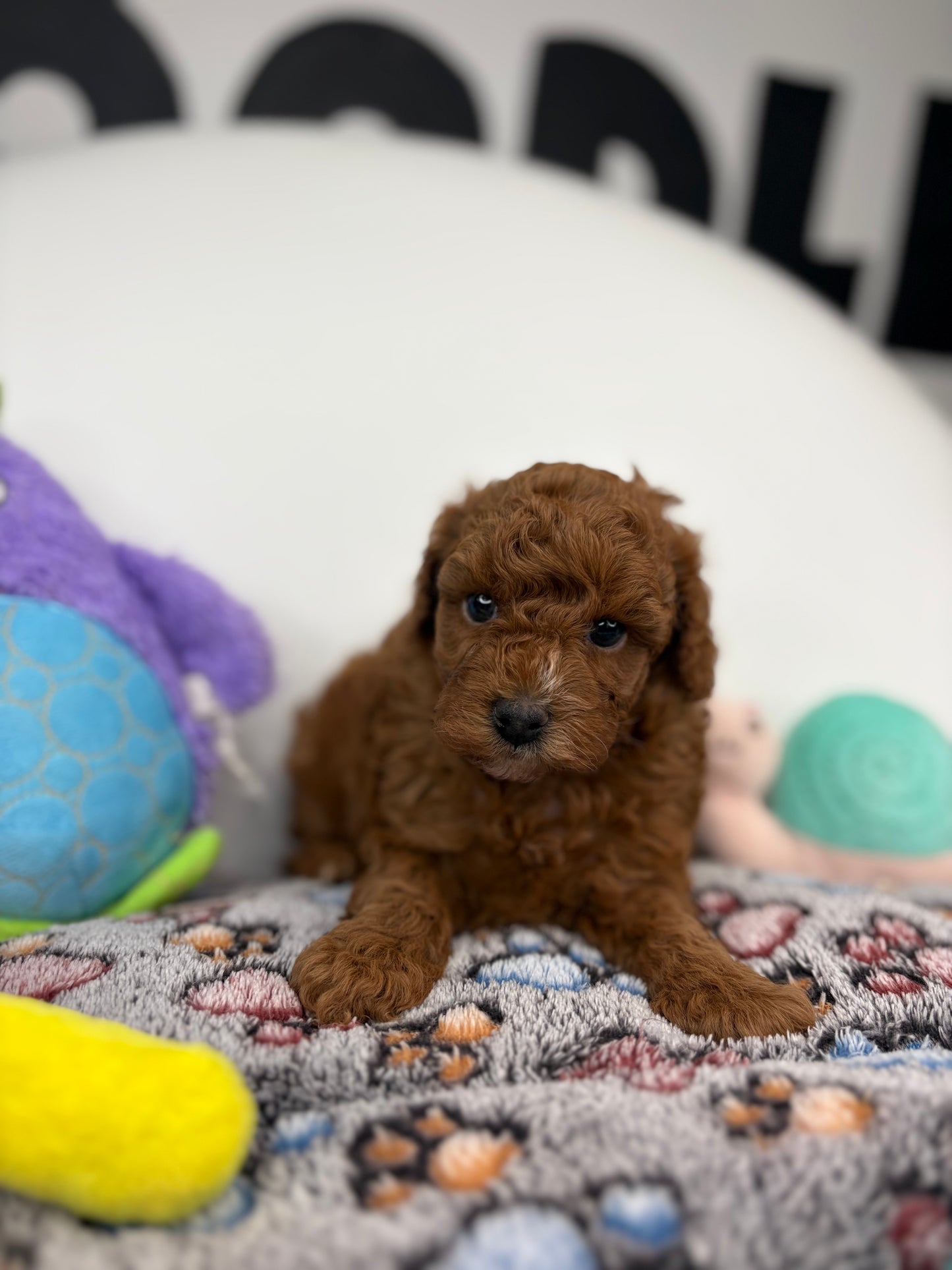 Gucci The Dark Red Male Miniture Poodle (Deposit Only, Please Read The Description Below‼️)
