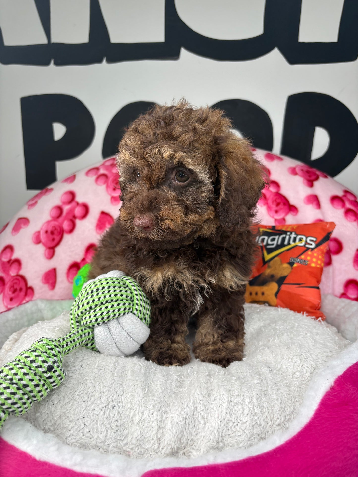 Chocolate Phantom Male Toy Poodle 🐩 (Deposit Only‼️Please Read The Description Below‼️)