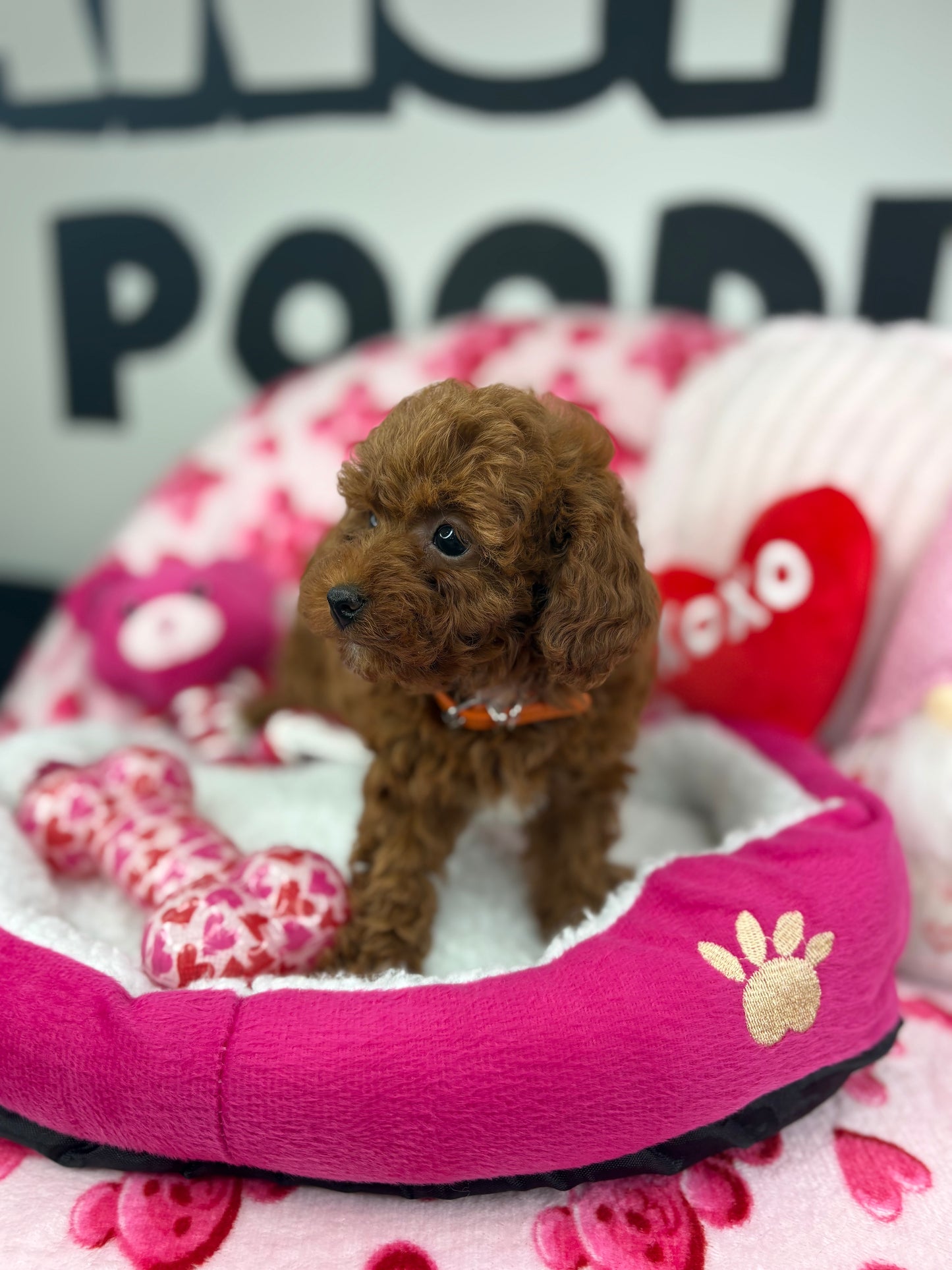 Dark Red Male Teacup Poodle (Deposit Only Please Read The DESCRIPTION Below‼️