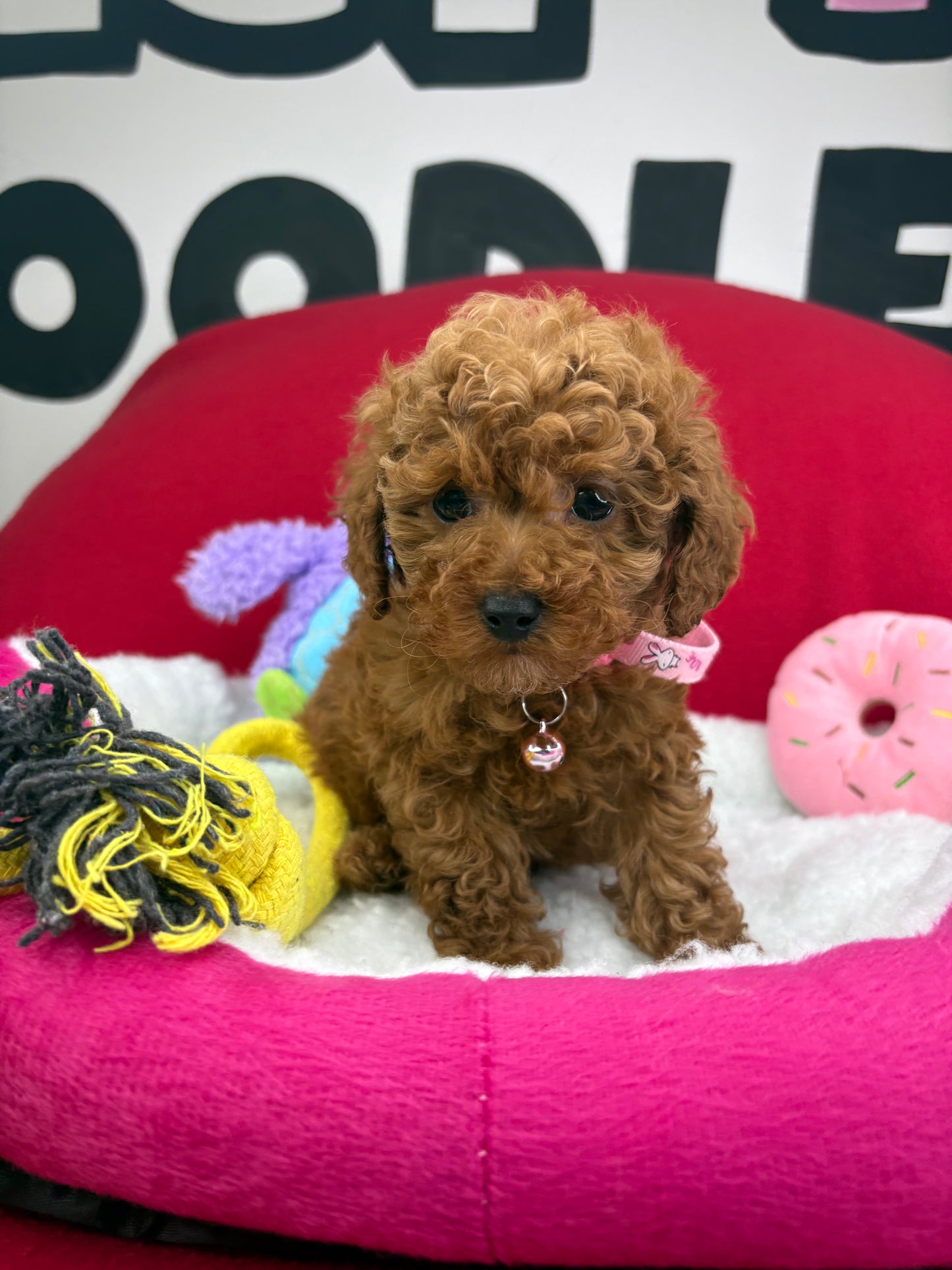 Red Male Teacup Poodle (Deposit Only‼️Please Read The Description Below‼️)
