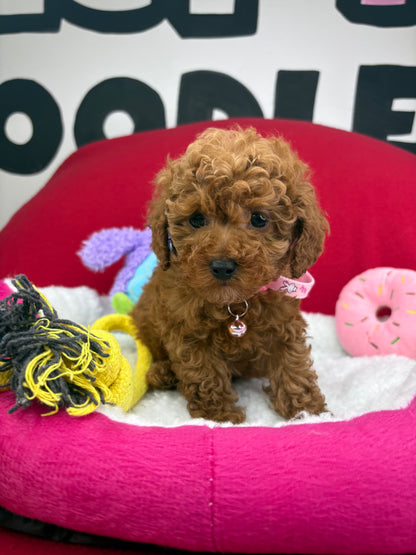 Red Male Teacup Poodle (Deposit Only‼️Please Read The Description Below‼️)