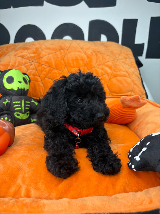 Black Male Miniture Poodle (Deposit Only, Please Read The Description Below‼️)