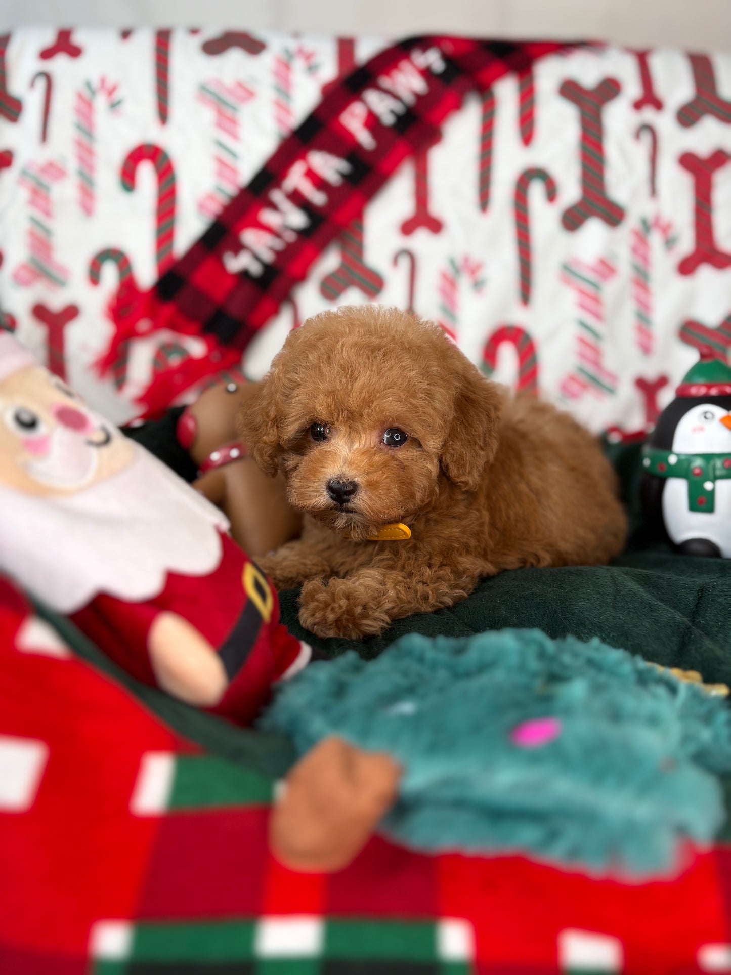 Apricot Female Teacup Poodle ‼️(Deposit Only ‼️ Please Read The Description Below ‼️)