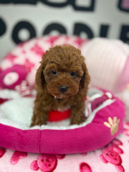 Dark Red Male Teacup Poodle (Deposit Only Please Read The DESCRIPTION Below‼️