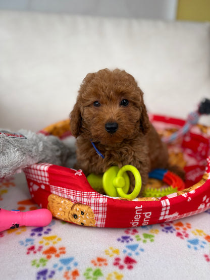 Red Female Toy Poodle 🐩 (Deposit Only ‼️ Please Read The Description Below ‼️)