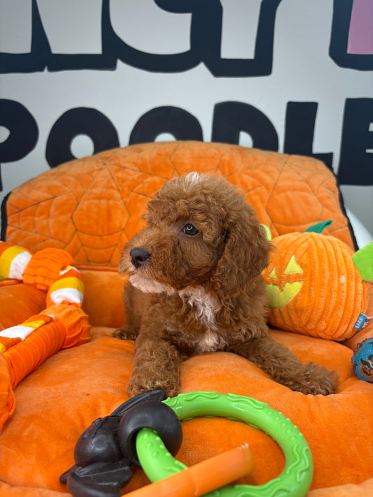 Red Male Toy Poodle (Deposit Only‼️Please Read The Description Below‼️)