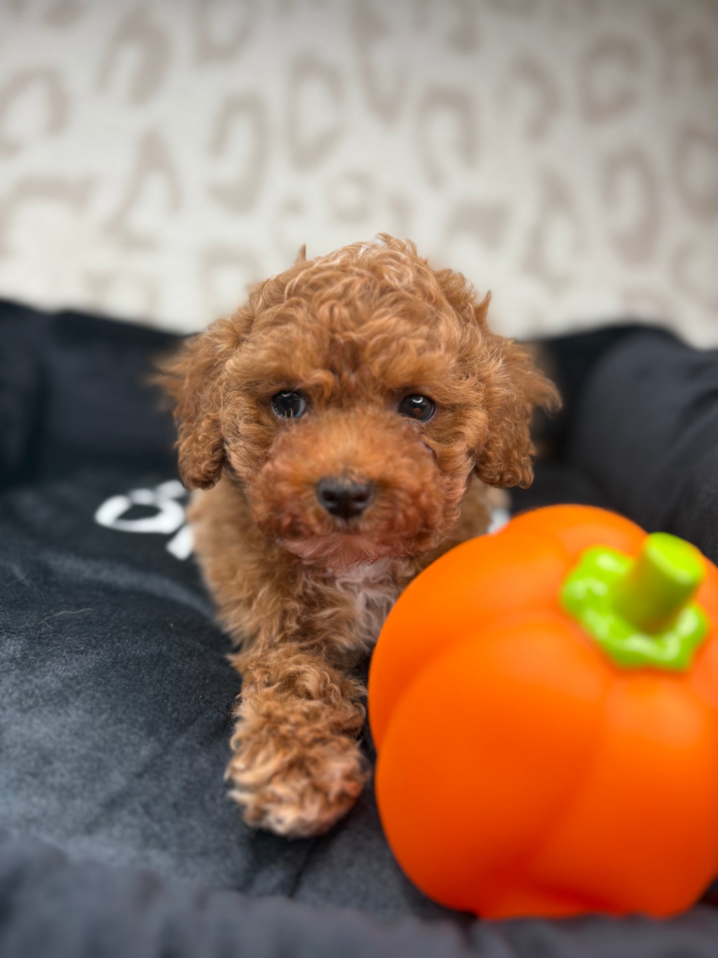 Apricot Male Teacup Poodle 🐩 ‼️(Deposit Only, Please Read The Description Below‼️)