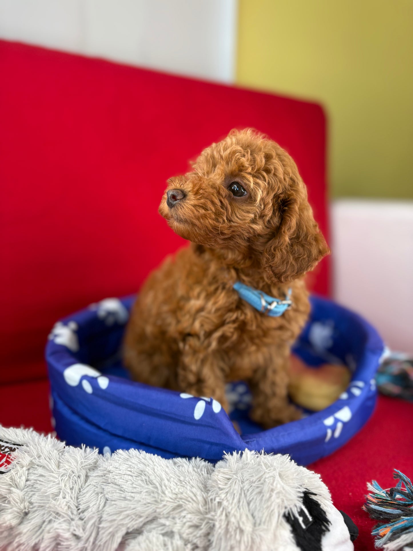 Red Female Toy Poodle (Deposit Only‼️Please Read The Description Below‼️)