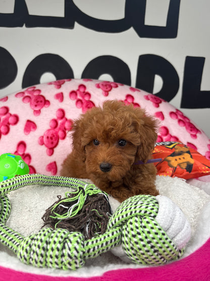 Red Male Toy Poodle 🐩 (Deposit Only‼️Please Read The Description Below‼️)
