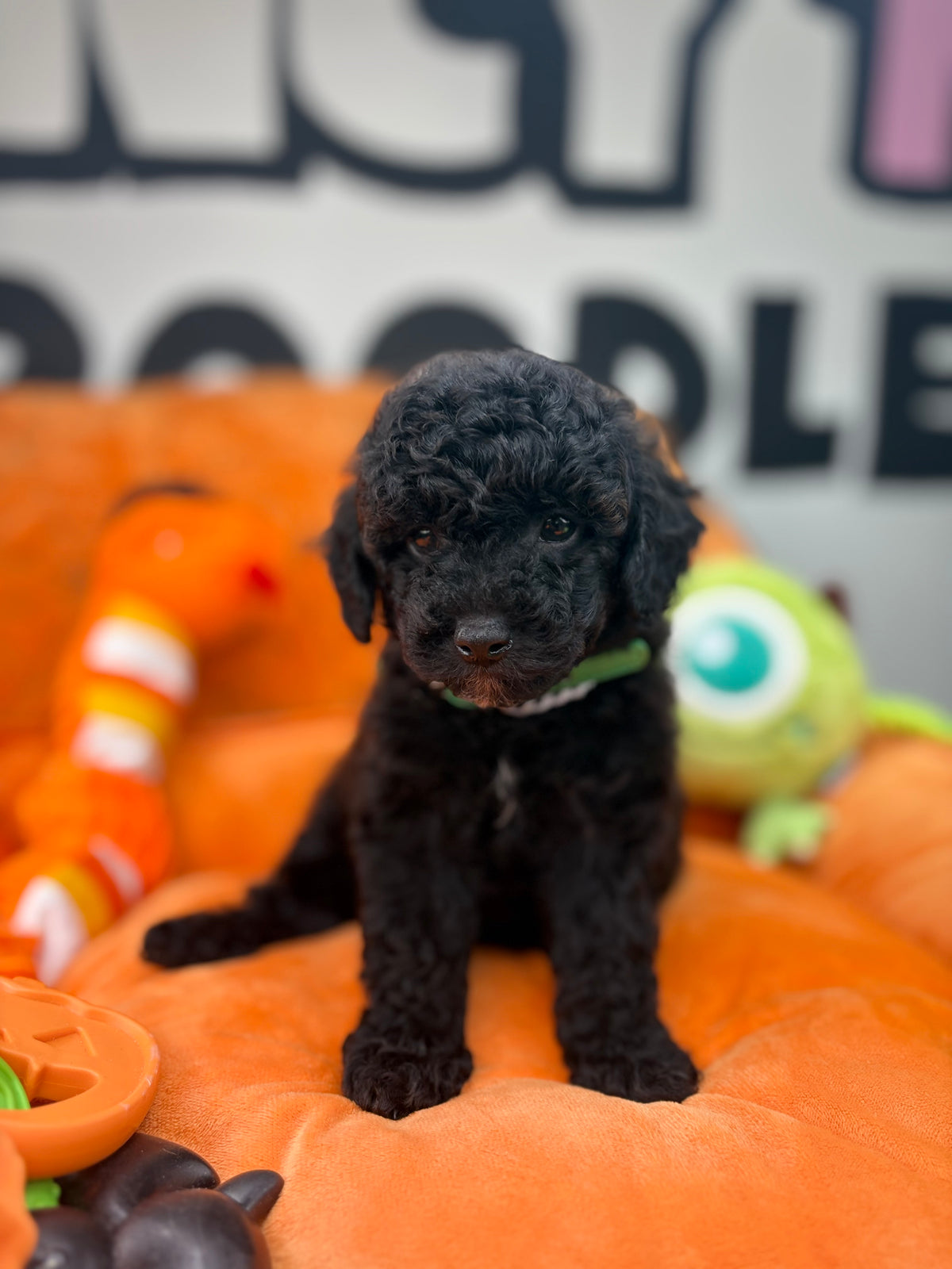 Tiny Black Male Toy Poodle 🐩 (Deposit Only‼️Please Read The Description Below‼️)