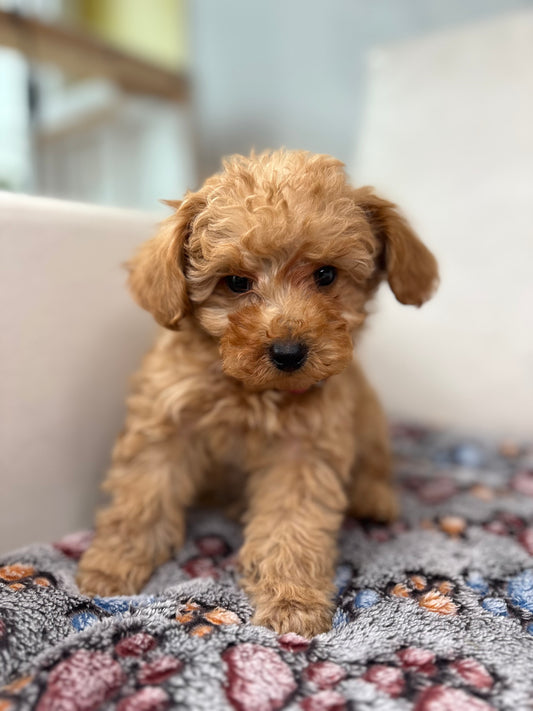 Tiny Toy Male Poodle (Deposit Only ‼️ Please Read DESCRIPTION Below‼️)