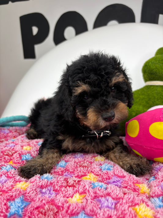 Red Phantom Male Teacup Poodle 🐩(Deposit Only ‼️ Please Read The DESCRIPTION Below‼️)