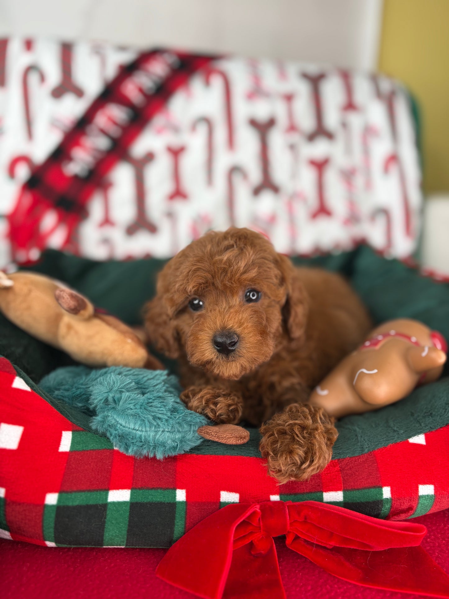 Dark Red Female Teacup Poodle (Deposit Only Please Read The DESCRIPTION Below‼️