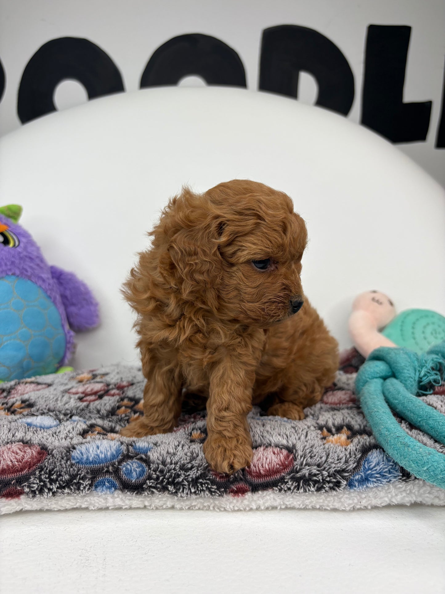 Ruby The Red Female Toy Poodle (Deposit Only‼️ Please Read The Description Below‼️)