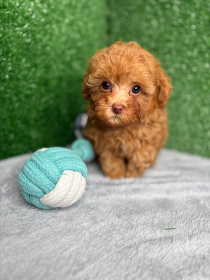 Zion The Micro Poodle (Deposit Only ‼️Please Read The DESCRIPTION Below‼️)