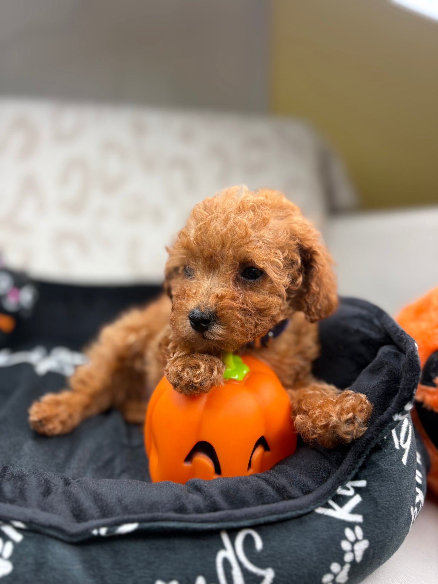 Apricot Female Teacup Poodle (Deposit Only Please Read The DESCRIPTION Below‼️