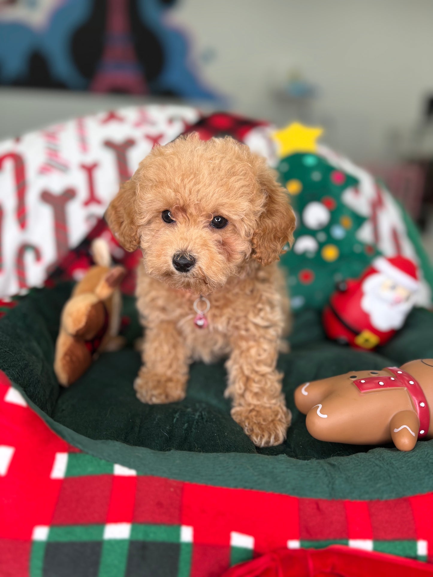 Apricot Male Toy Poodle (Deposit Only‼️ Please Read The DESCRIPTION Below‼️)