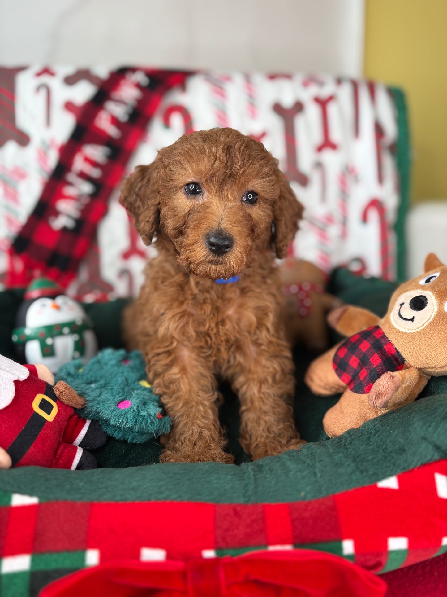 Red Male Miniture Poodle  (Deposit Only, Please Read The Description Below‼️)