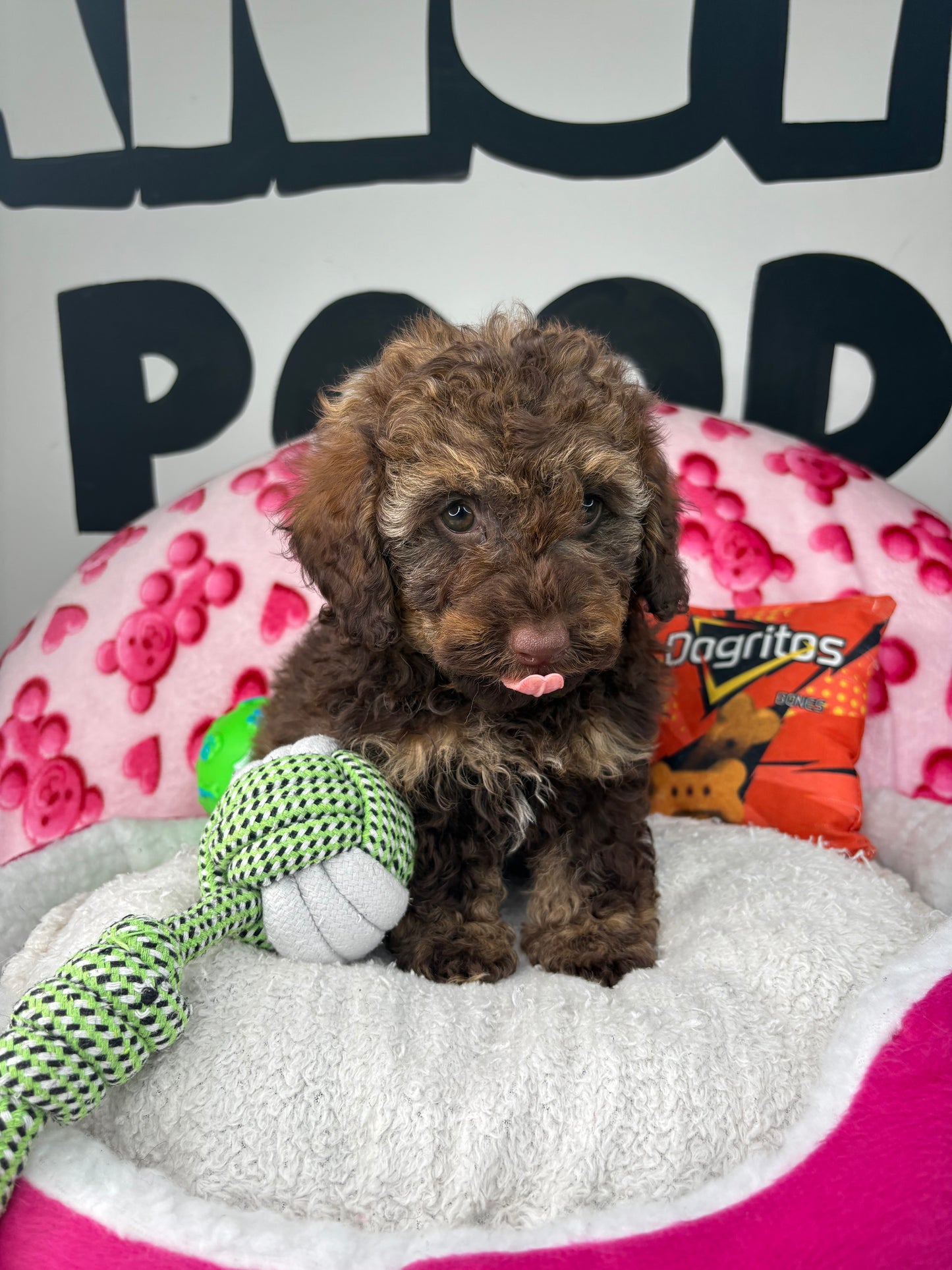 Chocolate Phantom Male Toy Poodle 🐩 (Deposit Only‼️Please Read The Description Below‼️)