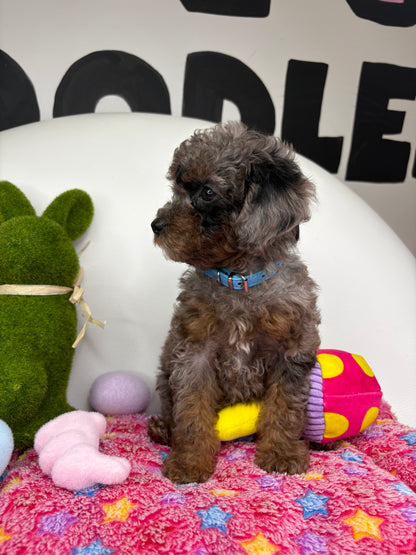 Merle Phantom Female Toy Poodle (Deposit Only ‼️ Please Read DESCRIPTION Below‼️)