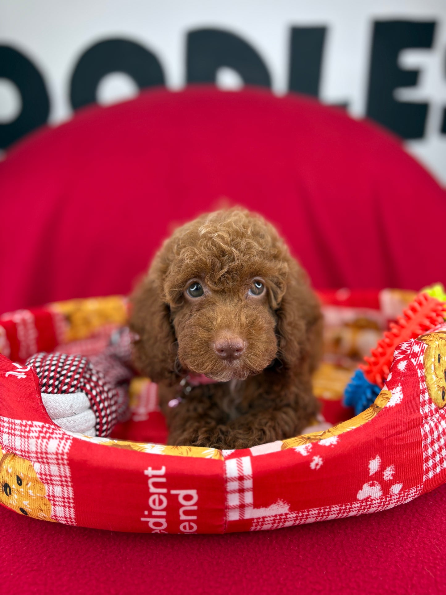 Red Female Miniture Poodle (Deposit Only, Please Read The Description Below‼️)