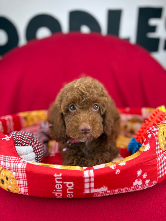 Red Female Miniture Poodle (Deposit Only, Please Read The Description Below‼️)