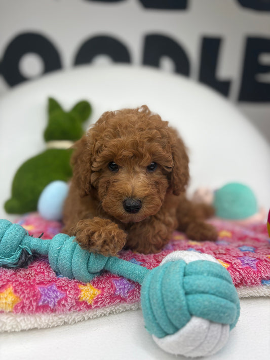 Apricot Male Toy Poodle ( Deposit Only, Please Read The DESCRIPTION Below‼️)