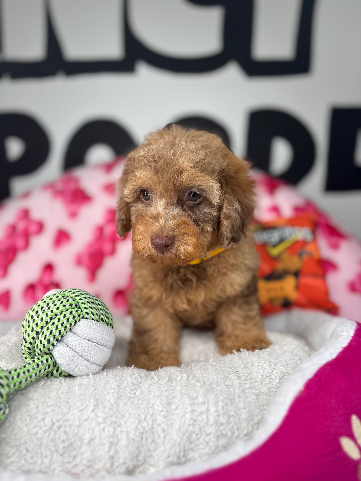 Chocolate Merle Male Toy Poodle 🐩 (Deposit Only ‼️ Please Read The Description Below ‼️)