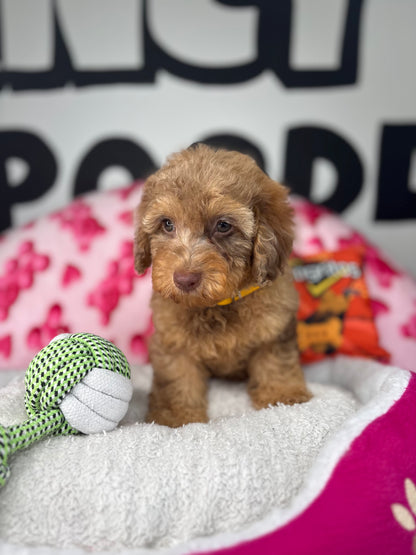 Chocolate Merle Male Toy Poodle 🐩 (Deposit Only ‼️ Please Read The Description Below ‼️)