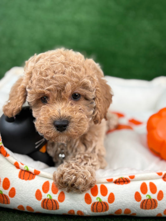 Apricot Male Toy Poodle (Deposit Only‼️Please Read The Description Below‼️)