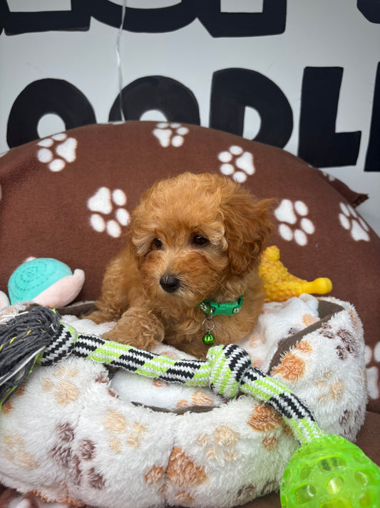 Apricot Female Toy Poodle (Deposit Only ‼️ Please Read DESCRIPTION Below‼️)