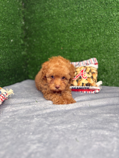Royal The Apricot Micro Poodle 🐩 (Deposit Only ‼️Please Read The Description Below‼️)