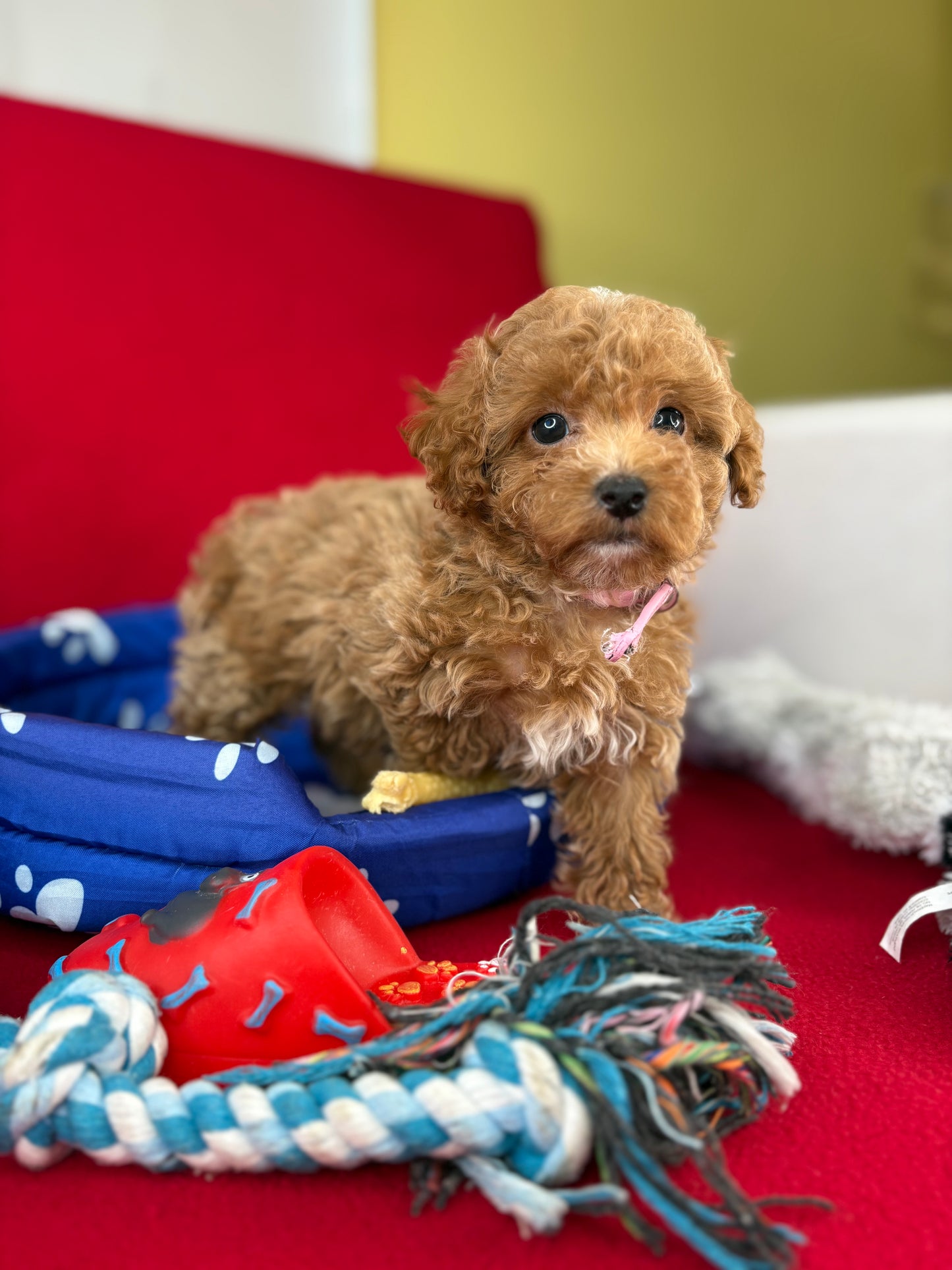 Female Teacup Poodle “Twin 2” (Deposit Only‼️ Please Red The DESCRIPTION Below‼️)
