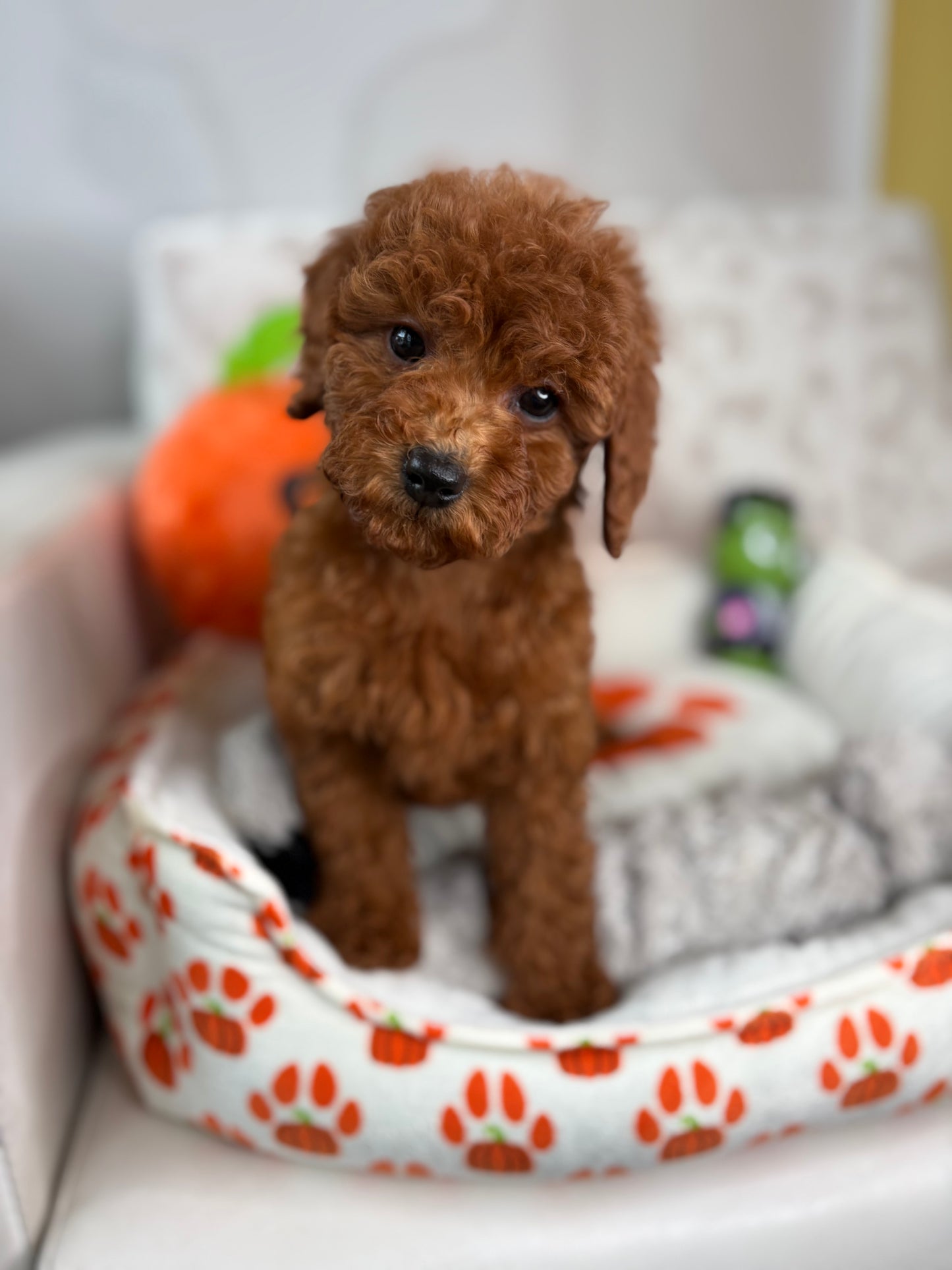 Red Female Miniture Poodle  (Deposit Only, Please Read The Description Below‼️)