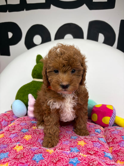 Dark Red And White Female Toy Poodle 🐩 (Deposit Only‼️Please Read The Description Below‼️)