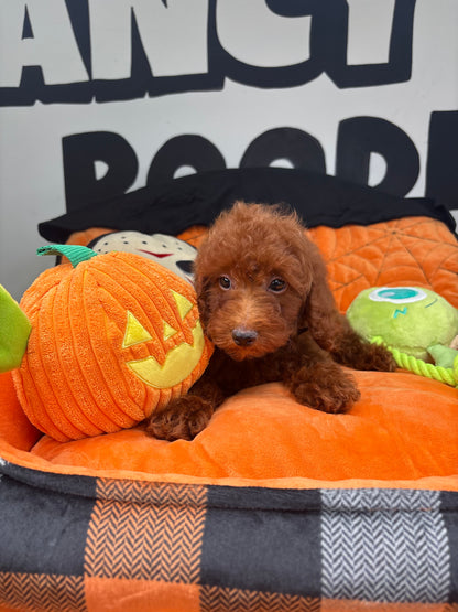 Red Male Toy Poodle ‼️ (Deposit Only Please Read The DESCRIPTION Below‼️