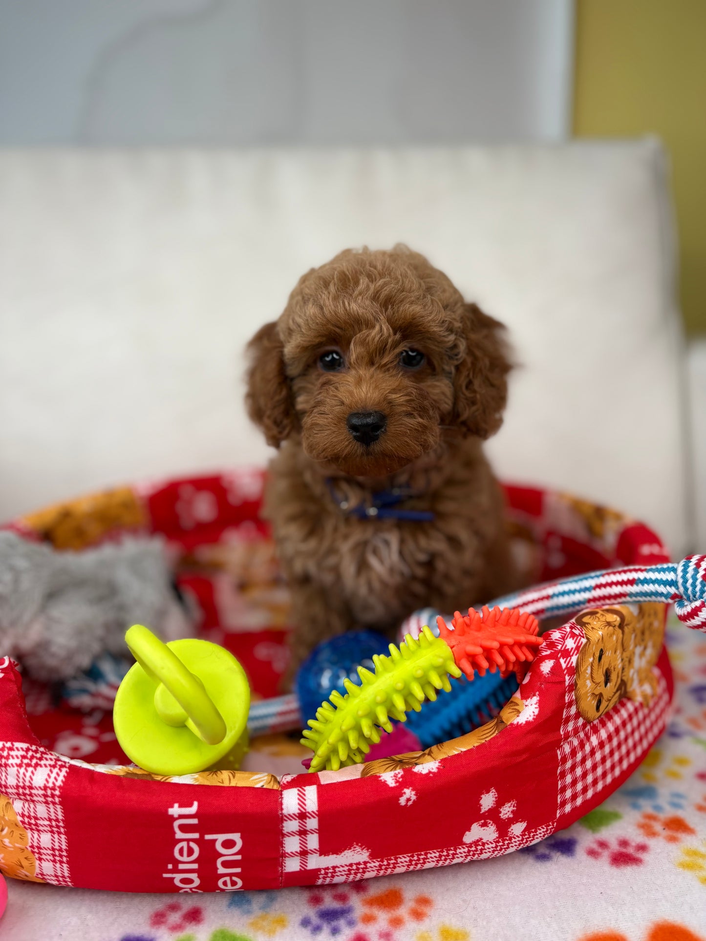 Apricot Female Toy Poodle (Deposit Only‼️Please Read The Description Below‼️)