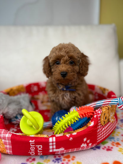 Apricot Female Toy Poodle (Deposit Only‼️Please Read The Description Below‼️)