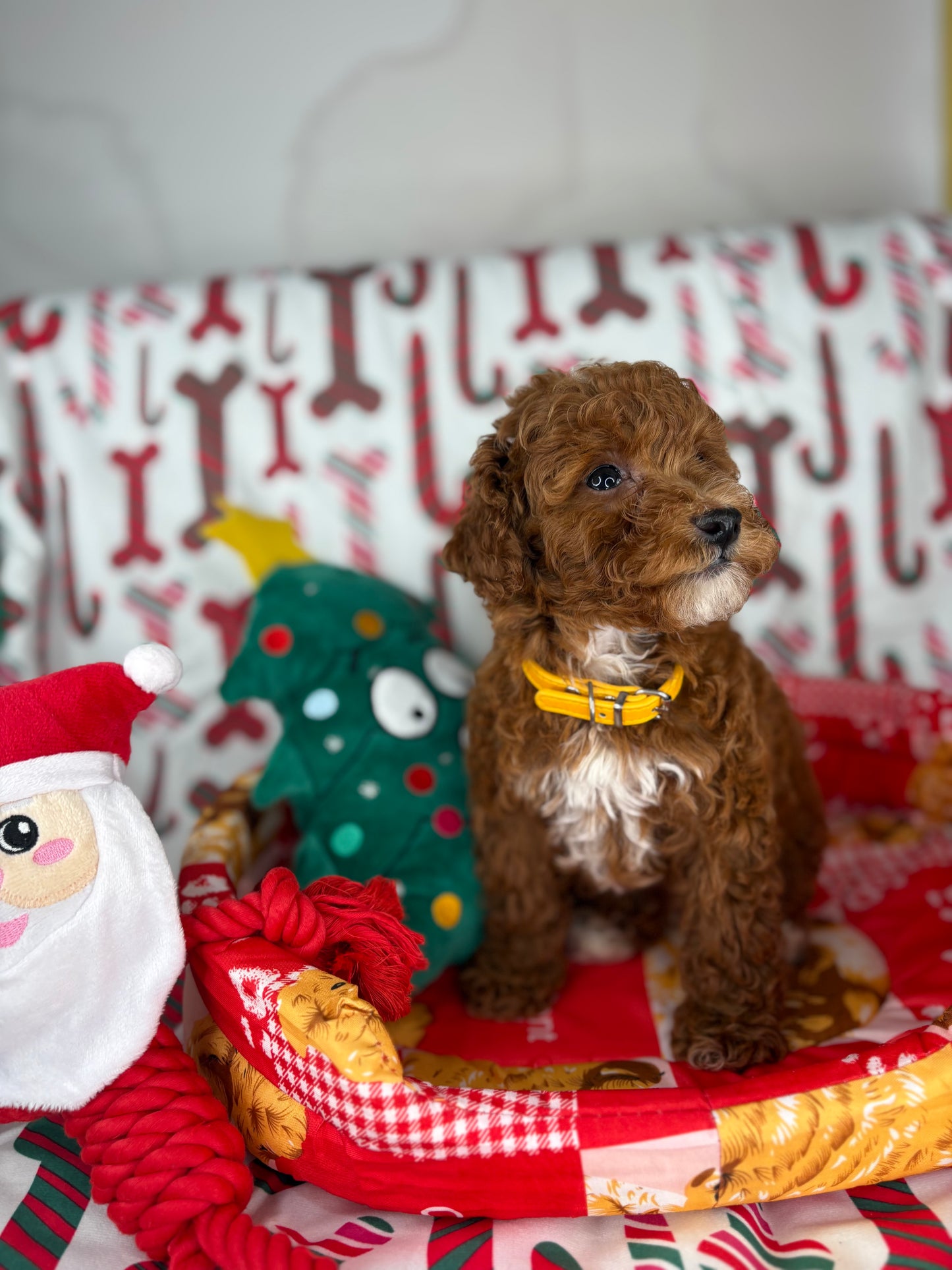 Dark Red And White Male Toy Poodle (Deposit Only‼️Please Read The Description Below‼️)