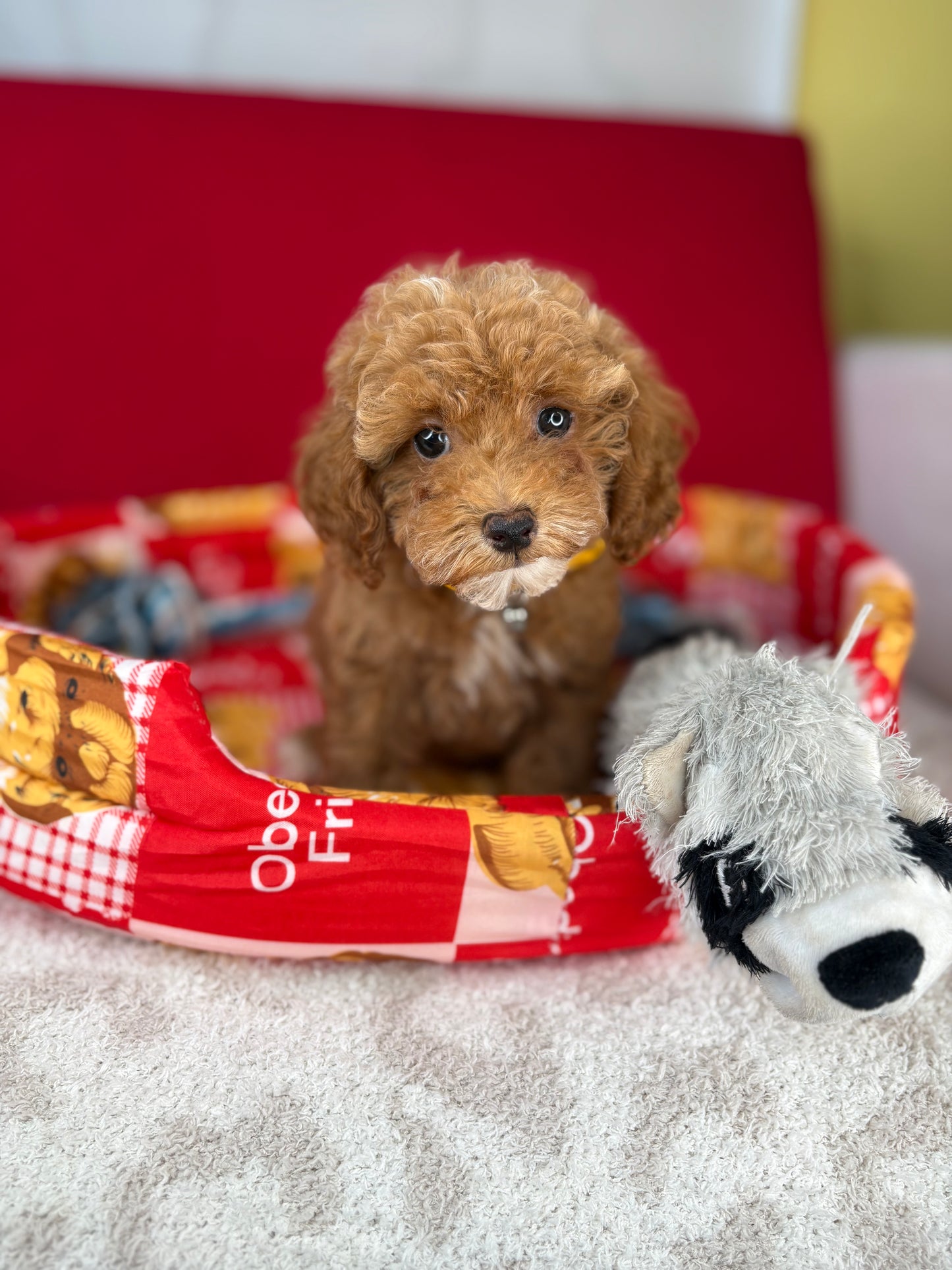 Red And White Female Teacup Poodle (Deposit Only‼️Please Read The Description Below‼️)