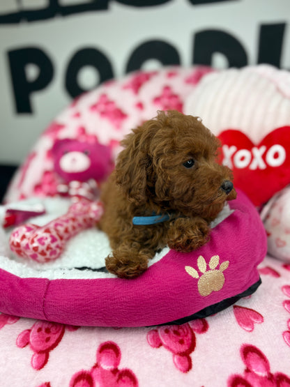 Dark Red Male Toy Poodle (Deposit Only‼️Please Read The Description Below‼️)