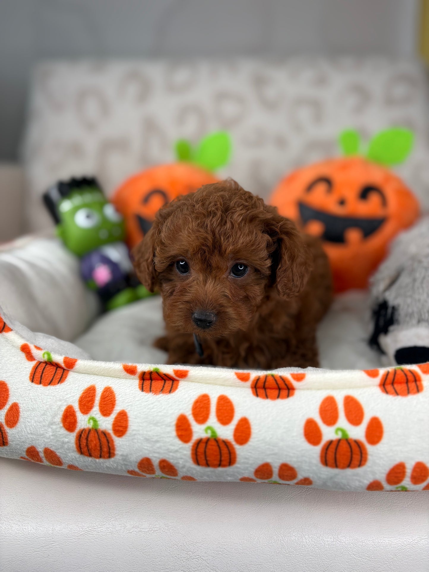 Dark Red Female Teacup Poodle (Deposit Only‼️ Please Red The DESCRIPTION Below‼️)