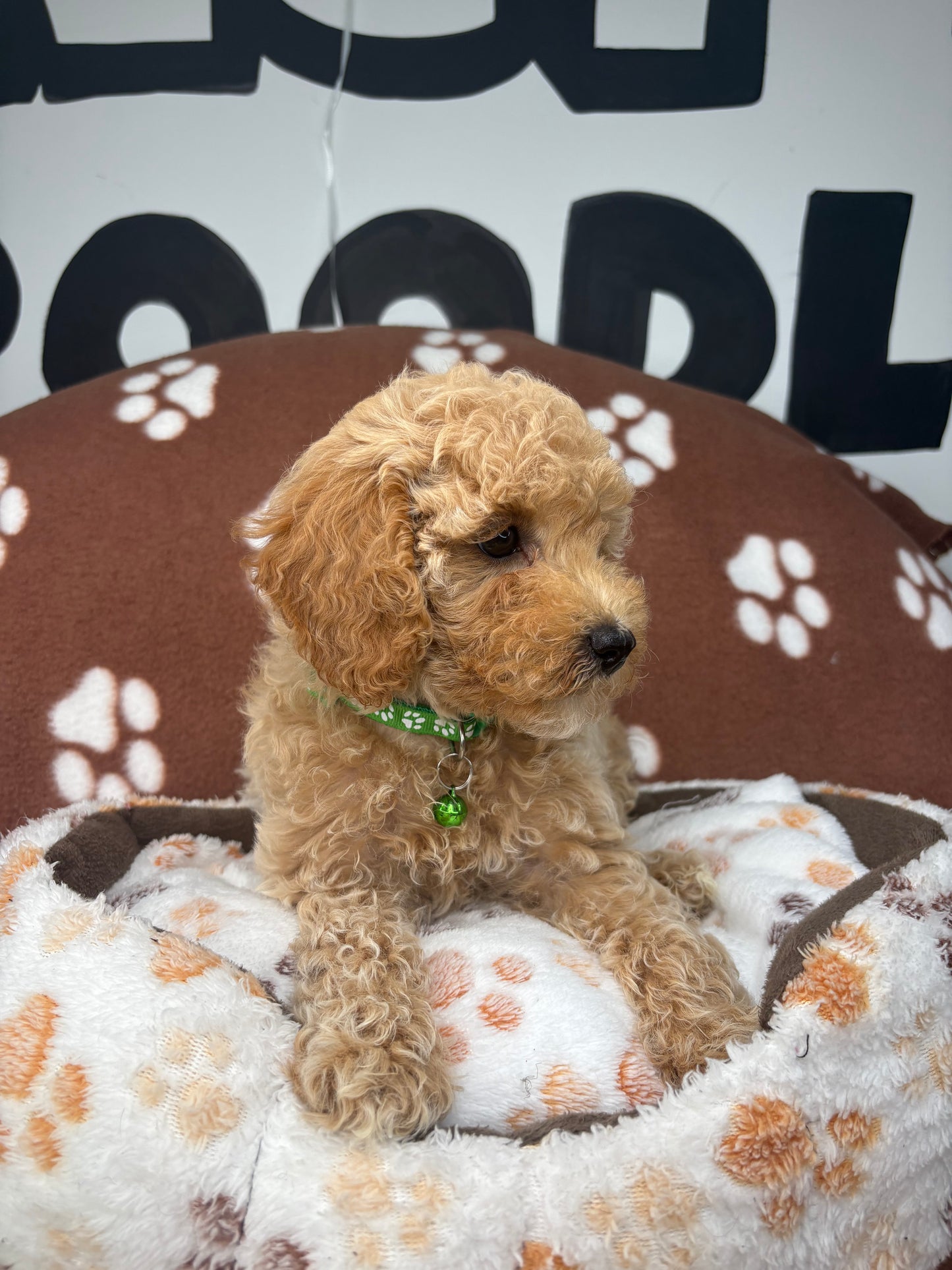 Apricot Female Miniature Poodle ( Deposit Only, Please Read The DESCRIPTION Below‼️)
