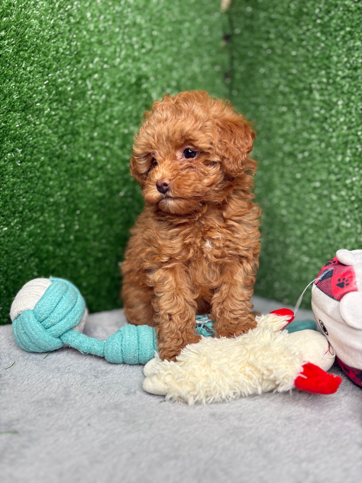 Bailey The Apricot Micro Poodle 🐩 (Deposit Only ‼️Please Read The Description Below‼️)