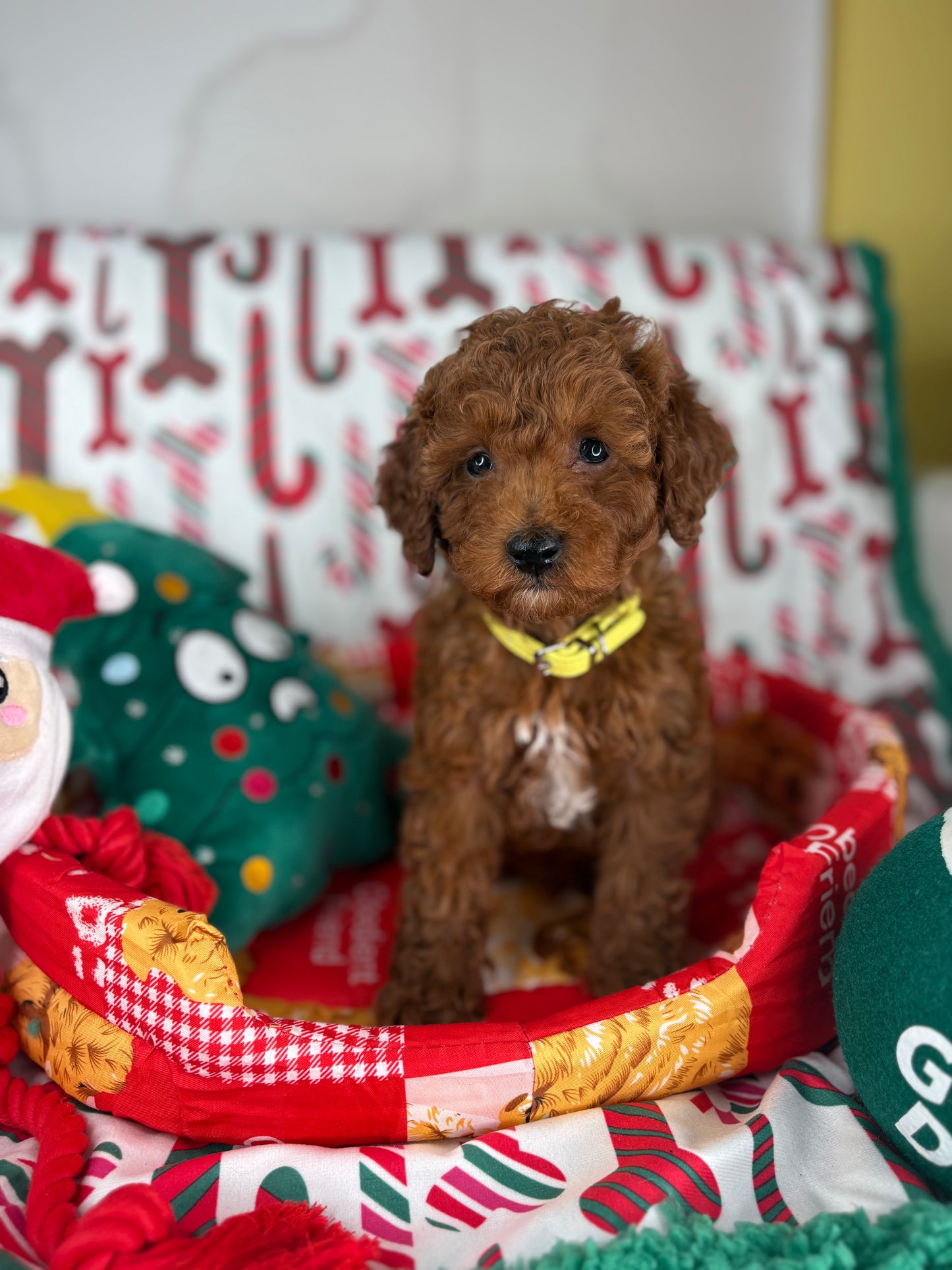 Red Male Toy Poodle (Deposit Only ‼️ Please Read DESCRIPTION Below‼️)