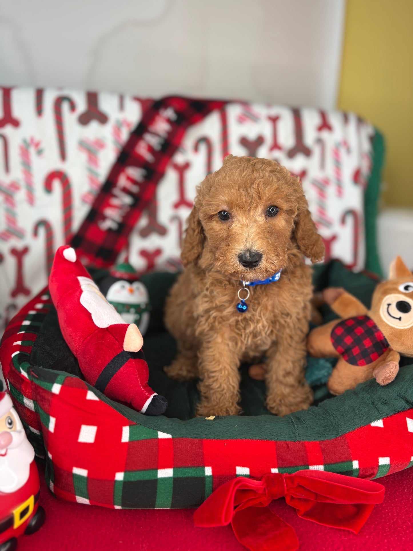 Apricot Male Miniature Poodle (Deposit Only ‼️ Please Read DESCRIPTION Below‼️)