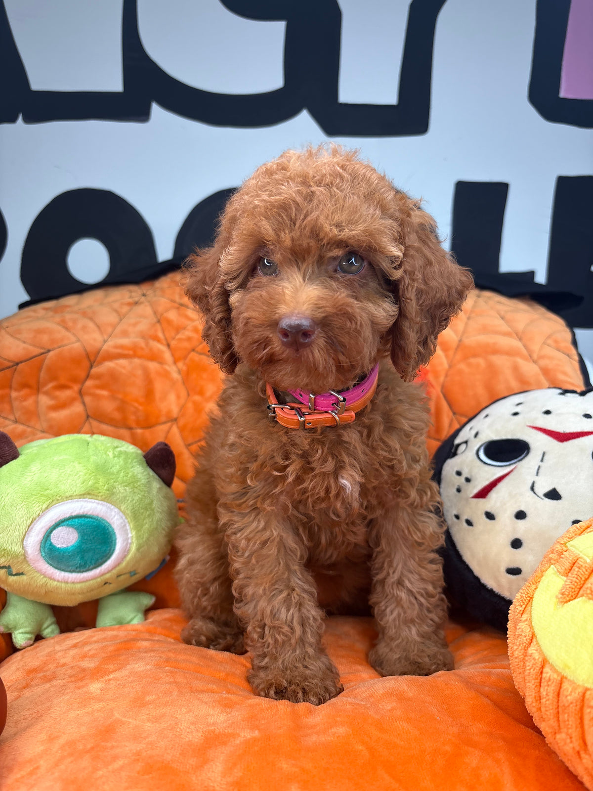 Red Female (Red Nose) Toy Poodle (Deposit Only ‼️ Please Read DESCRIPTION Below‼️)