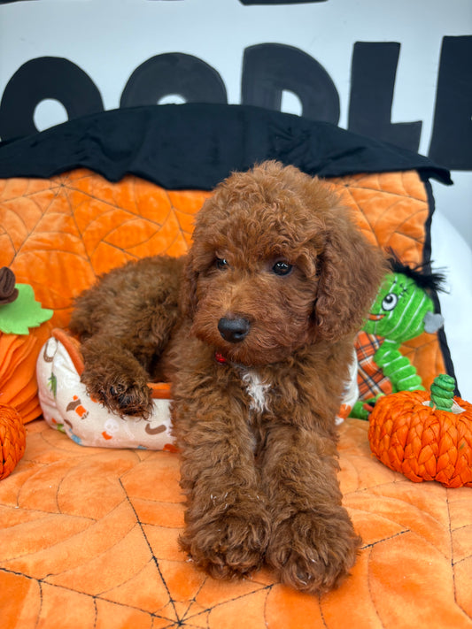 Dark Red Male Miniture Poodle (Deposit Only, Please Read The Description Below‼️)