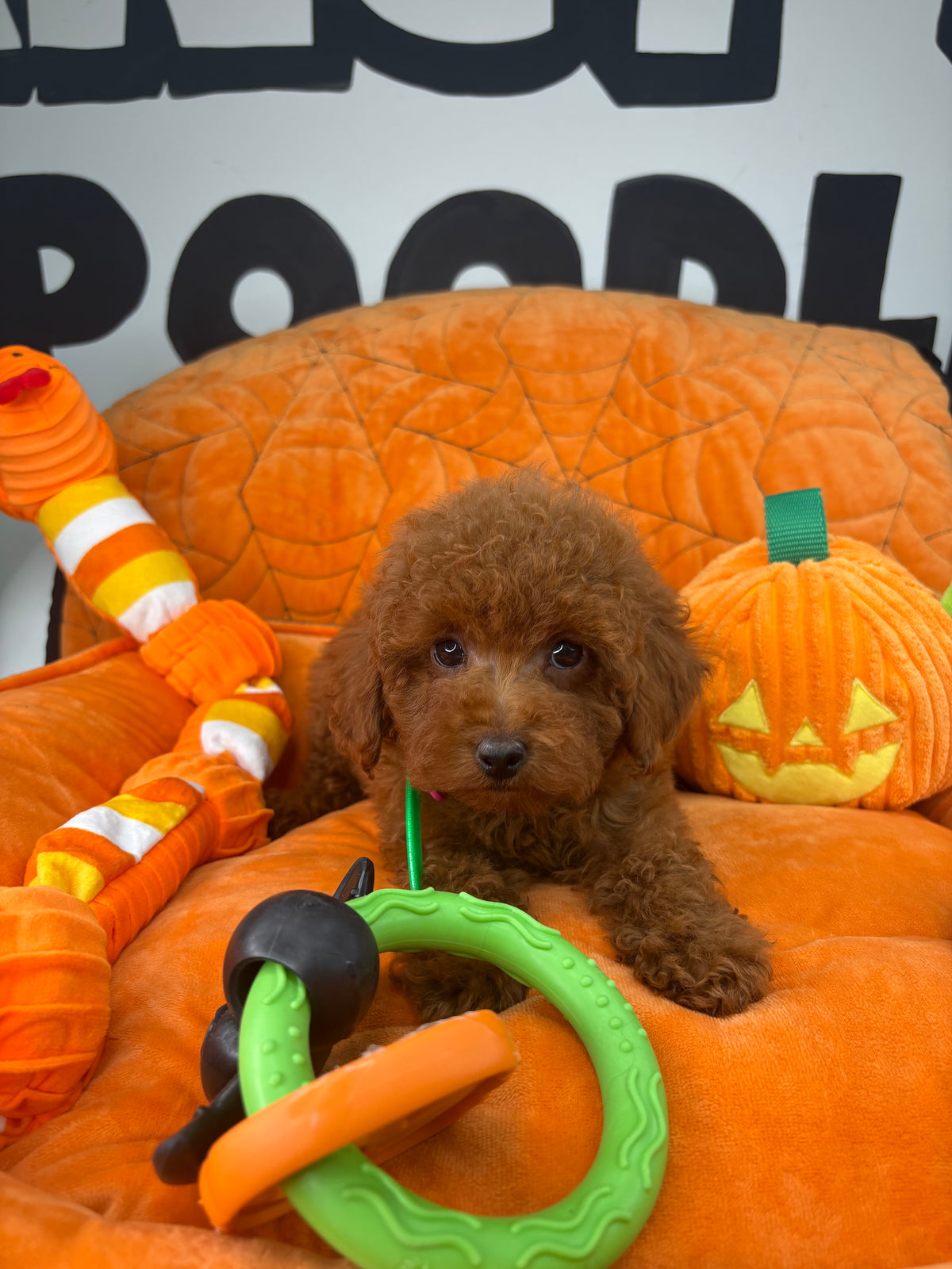 Dark Red Male Toy Poodle  ( Deposit Only‼️Please Read The Description Below‼️)