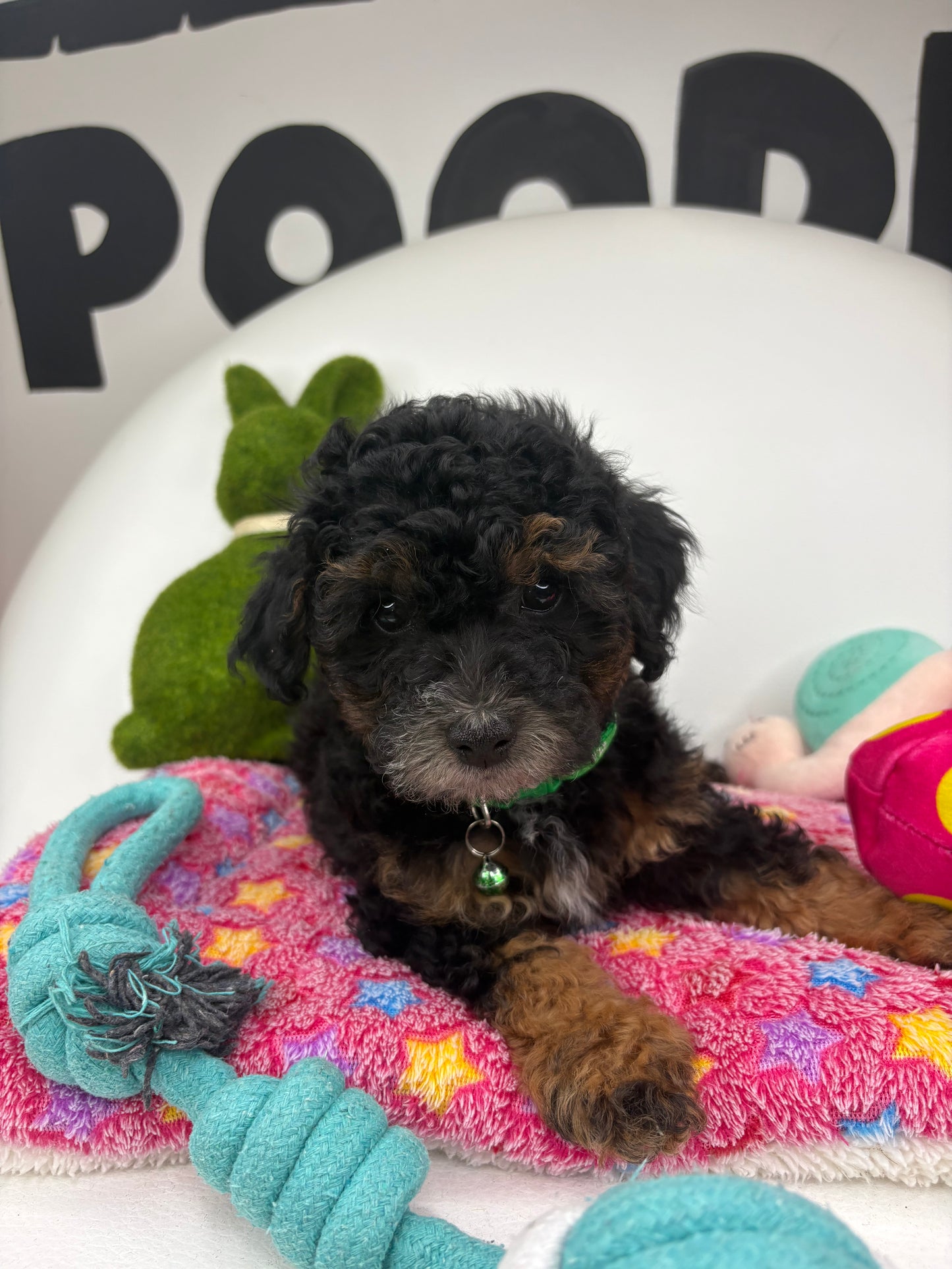 Red Phantom Male Toy Poodle (Deposit Only‼️Please Read The Description Below‼️)